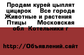 Продам курей цыплят,цицарок. - Все города Животные и растения » Птицы   . Московская обл.,Котельники г.